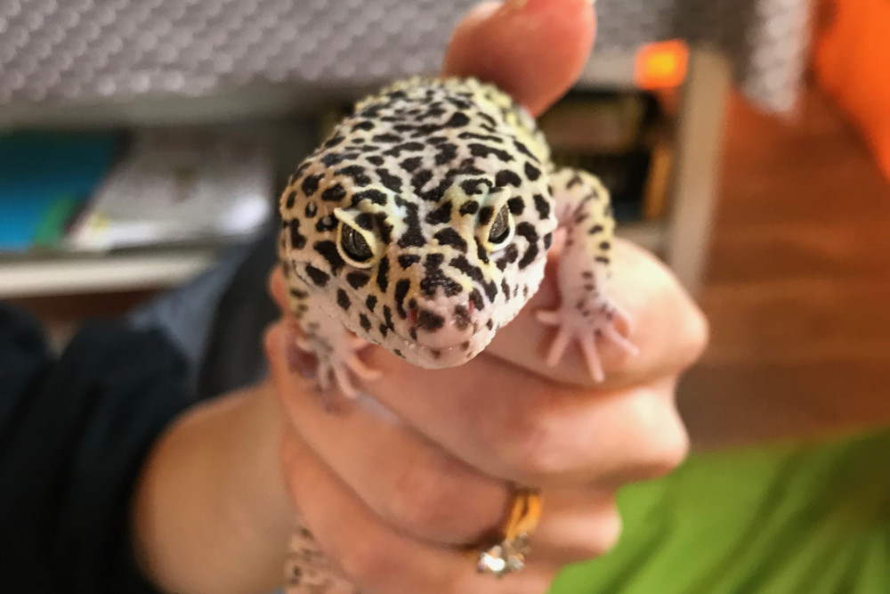 Claire's Cool Creatures