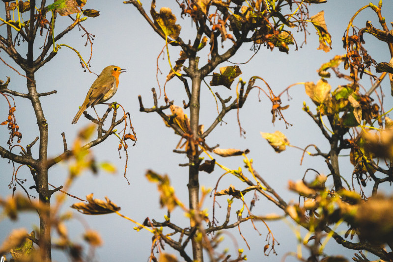 Autumn bird migration: a visual and auditory spectacle