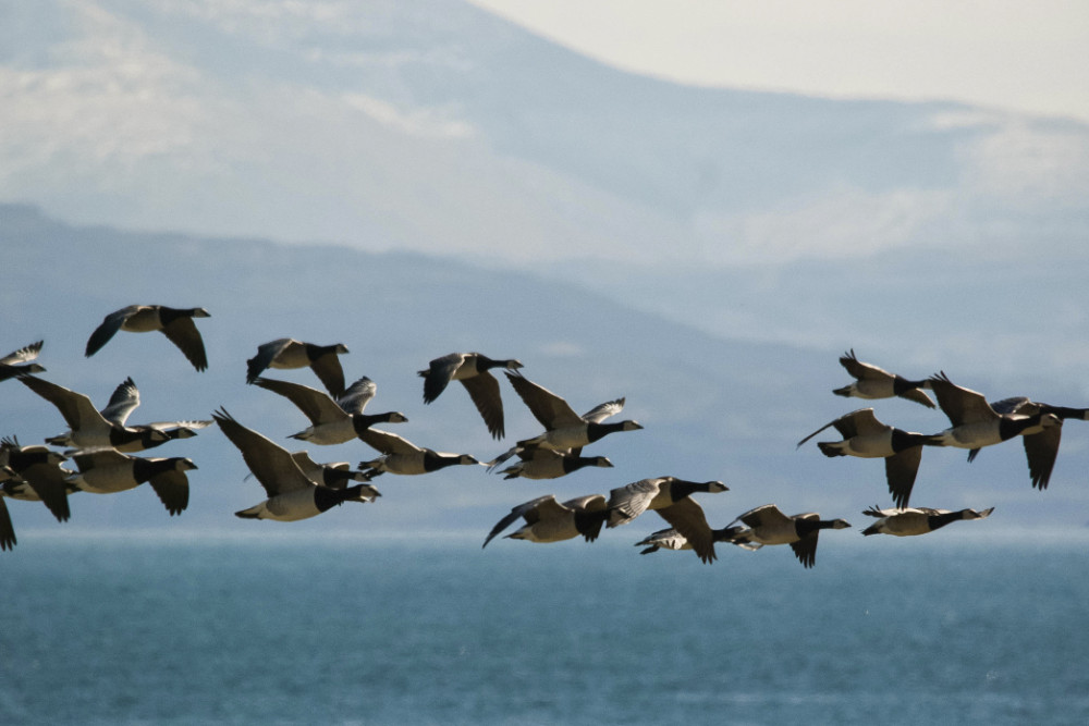 Barnacle geese