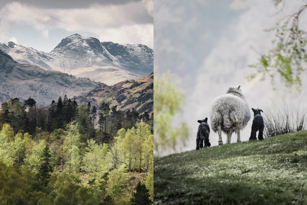 Native Spirit: The Herdwick exhibition