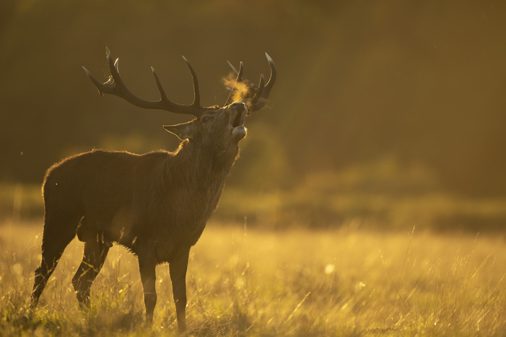 Stag on Islay