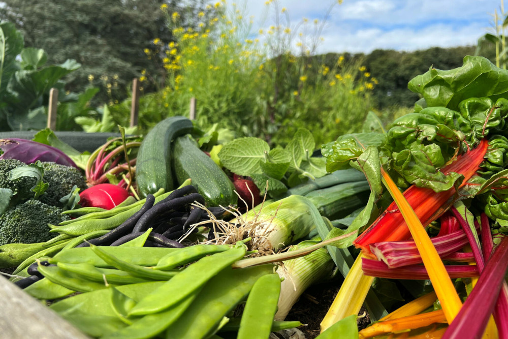 vegetable patch