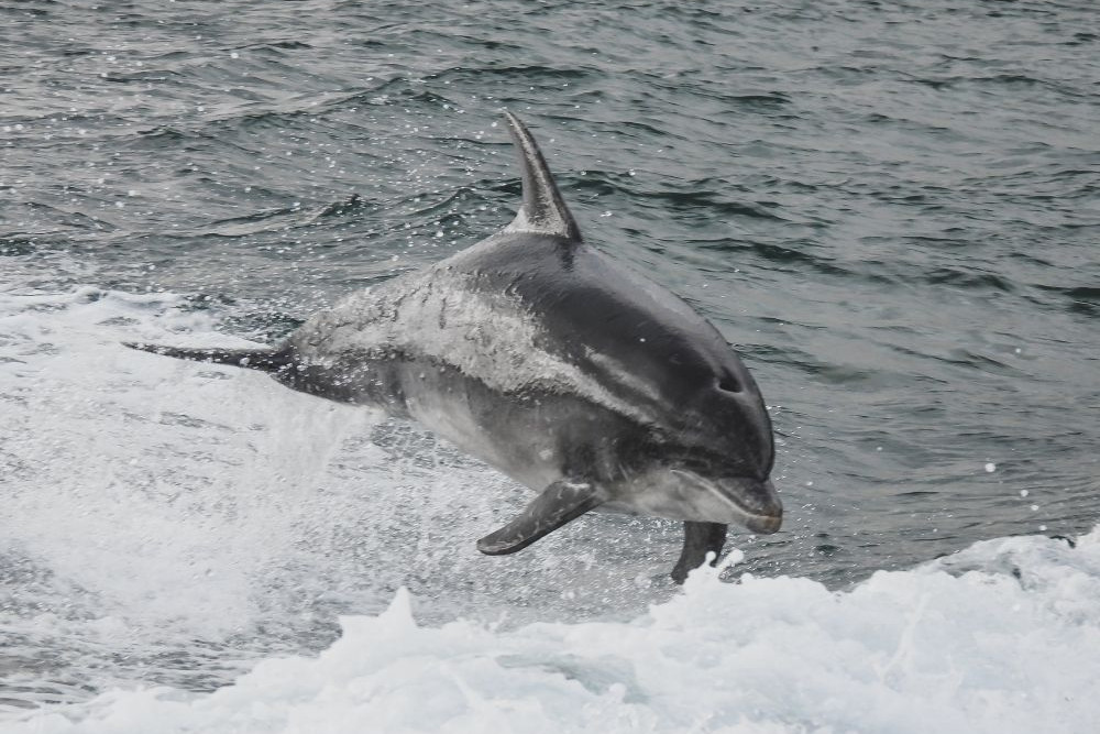 Dolphin breaches the water