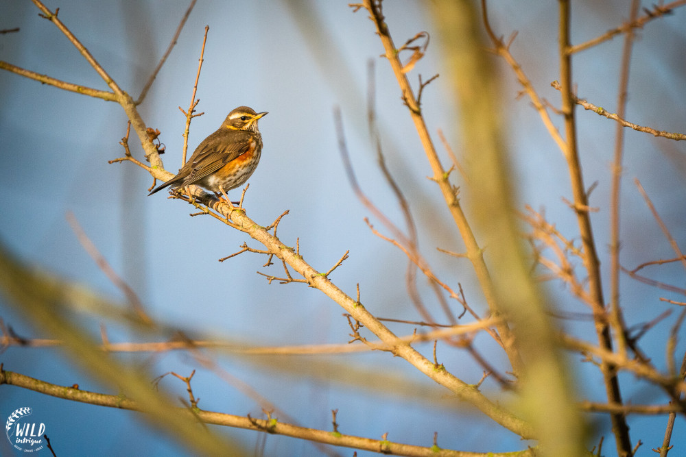 Single redwing in a tree