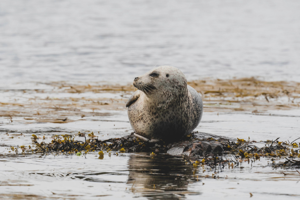 Harbour seal