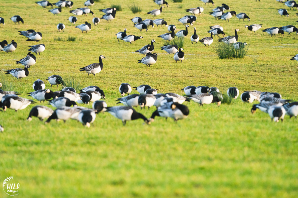 Barnacle Geese migrated to The Lake District