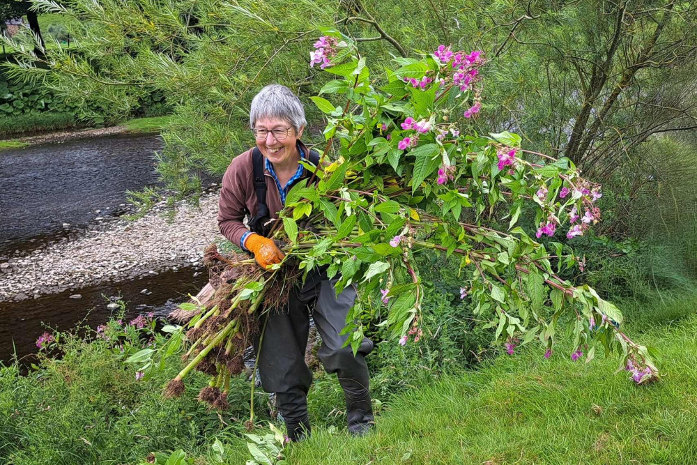 Woman volunteering for the Eden Rivers Trust removing Himalayan balsam flowers