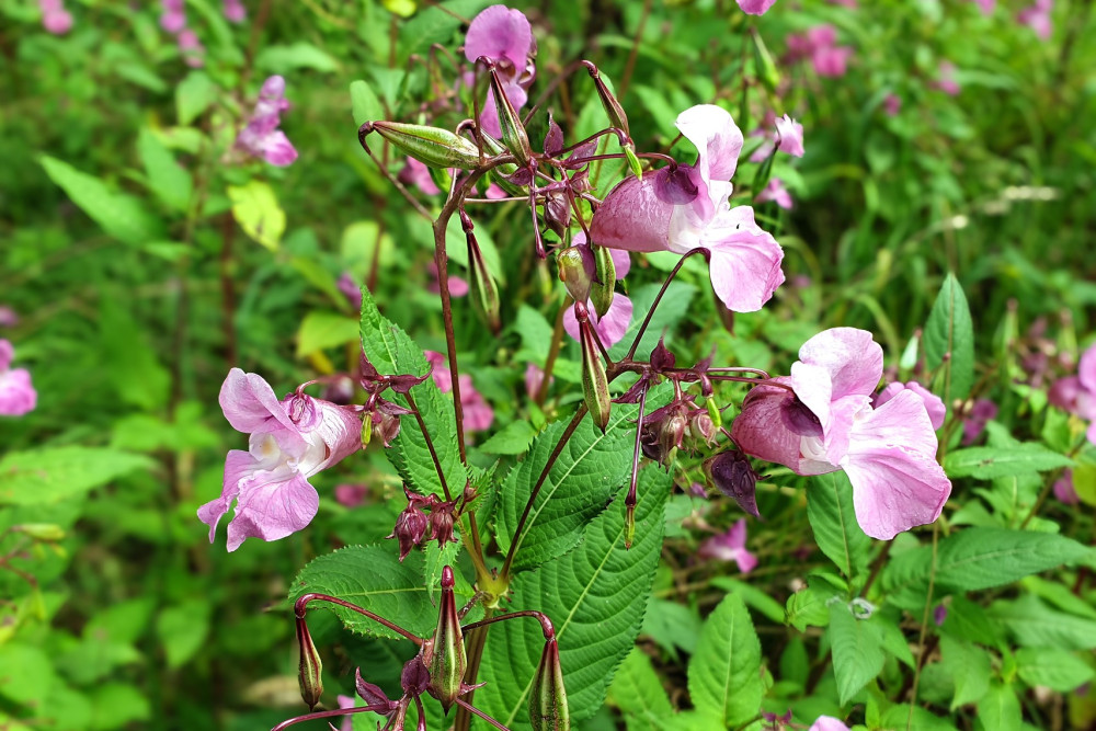 Himalayan balsam flowers and seed pods