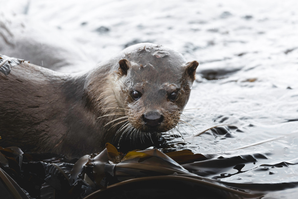Otter on seaweed