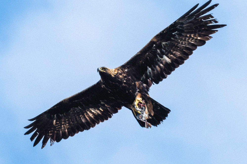 Golden Eagle