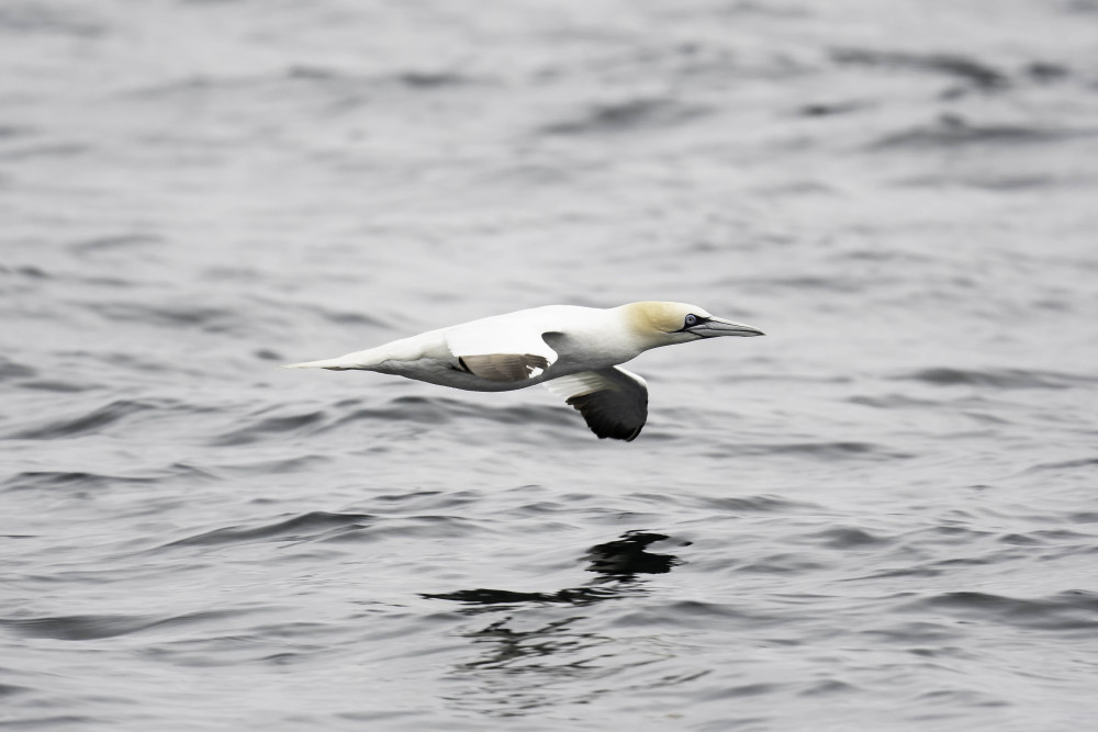 Islay bird