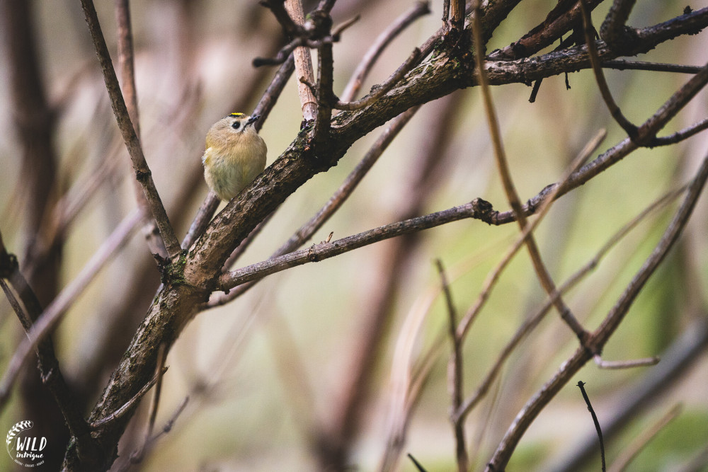 Goldcrest sitting in a tree