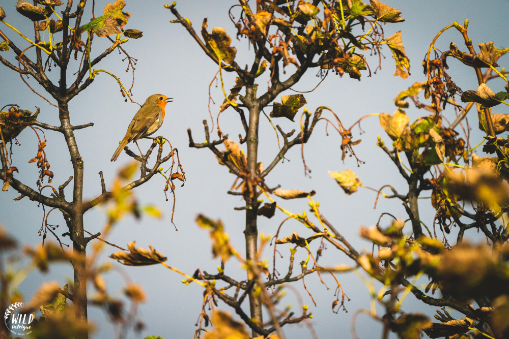 Single robin singing in the trees