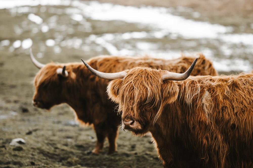 Highland coos