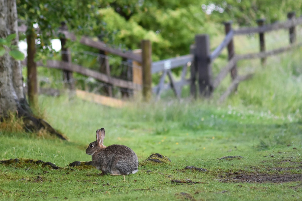 Rabbit on the grounds of Another Place
