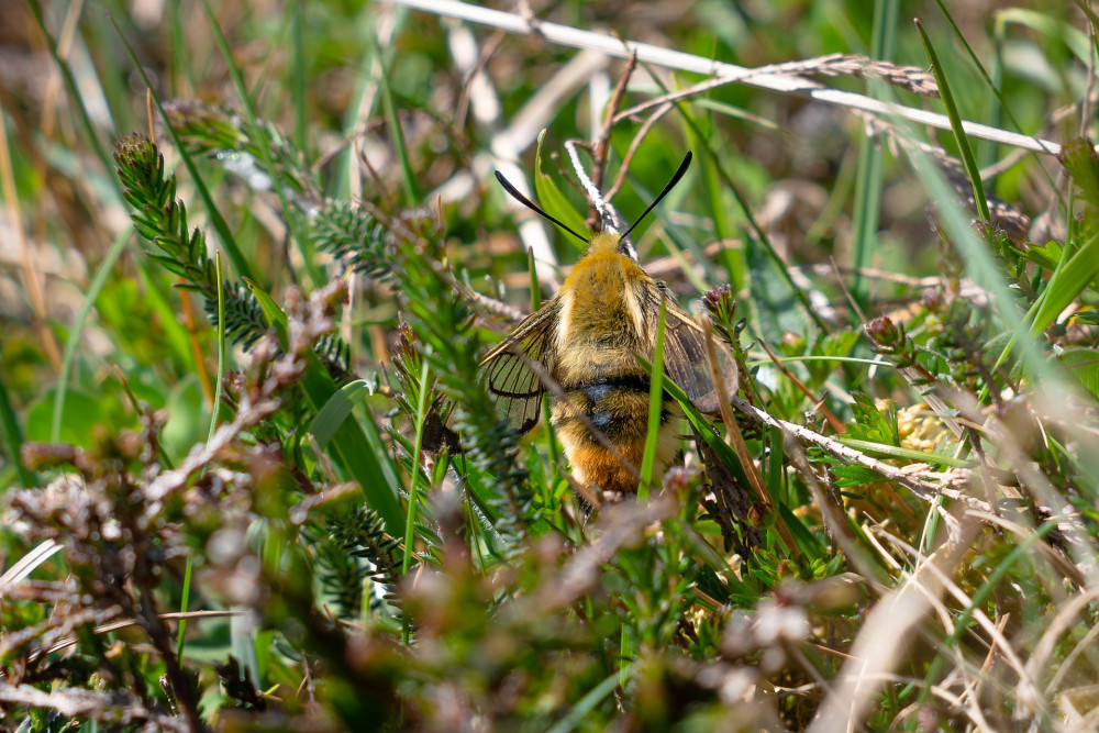Bee in the brush