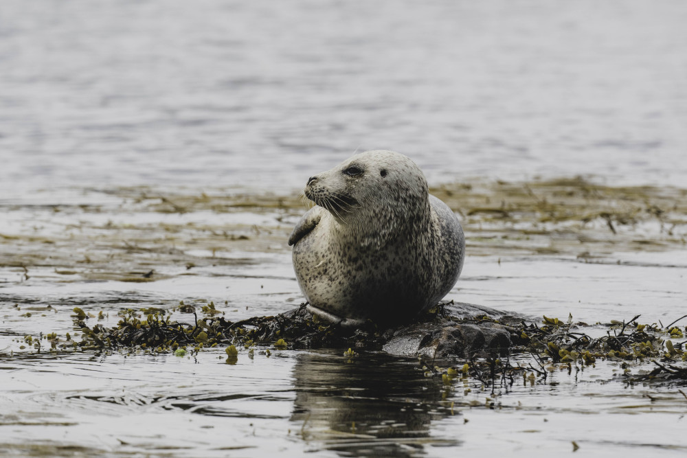 Seal on the Isle of Islay