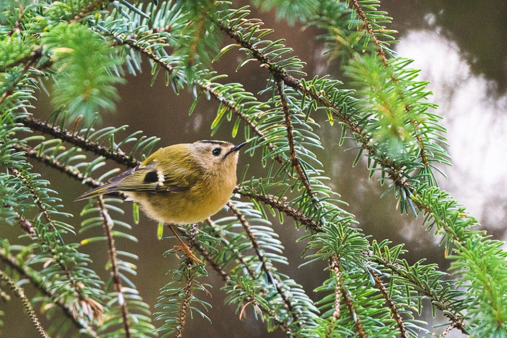 Goldcrest bird in branch