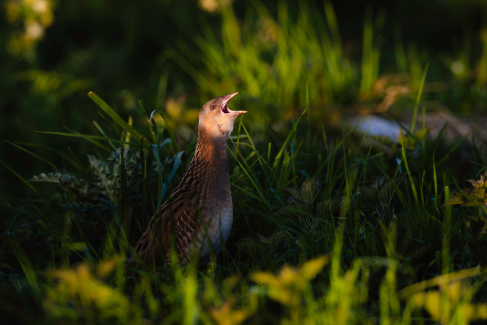 Corncrake 