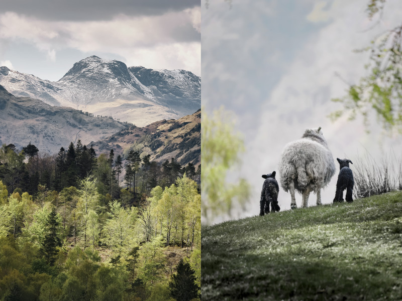 Image for Native Spirit: The Herdwick exhibition event