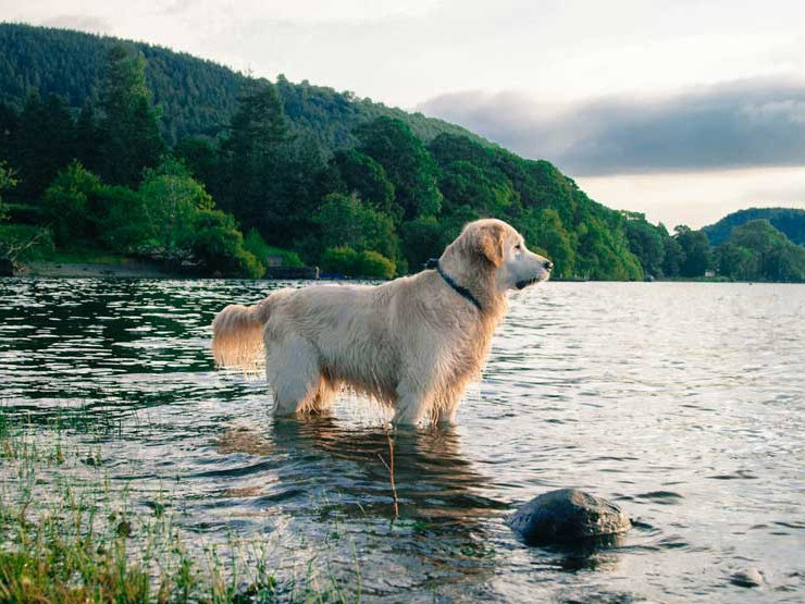 Image for A Dogs Life exhibition | Rheged event