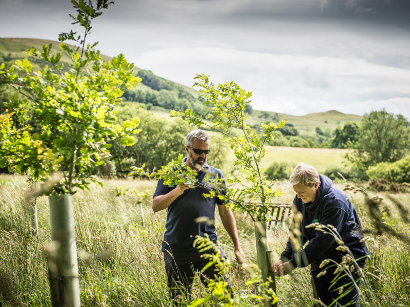 Image for Volunteer Tree Planting in the Ullswater Valley event