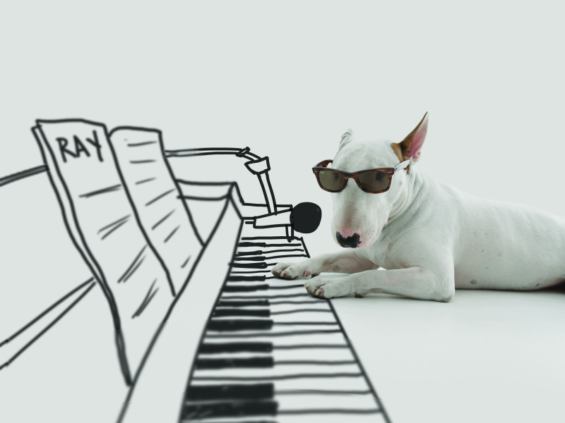 Image for A Dogs Life exhibition | Rheged event